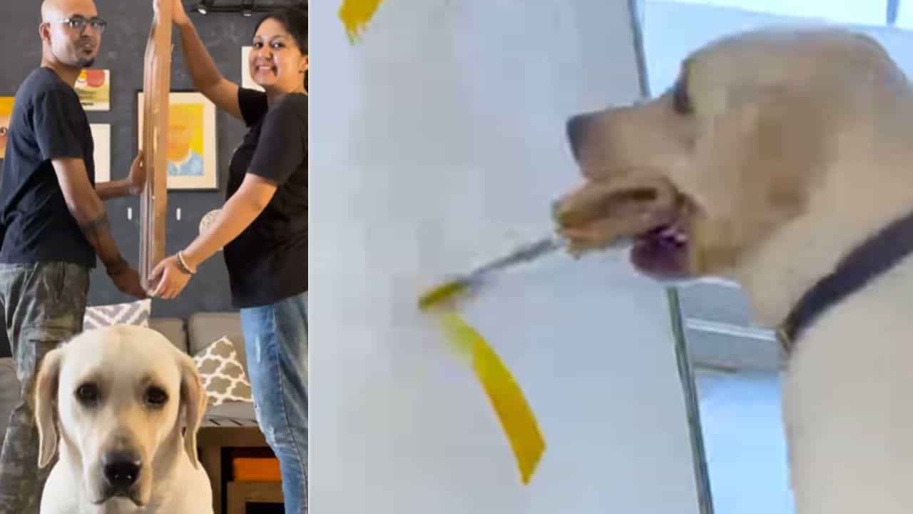 Dog ਨੇ ਦਿਖਾਈ ਕਲਾਕਾਰੀ, ਮੂੰਹ ਚ ਬੁਰਸ਼ ਰੱਖ ਕੇ ਕੀਤੀ ਸ਼ਾਨਦਾਰ ਪੇਂਟਿੰਗ...ਲੋਕ ਬੋਲੇ- ਛੋਟਾ Artist