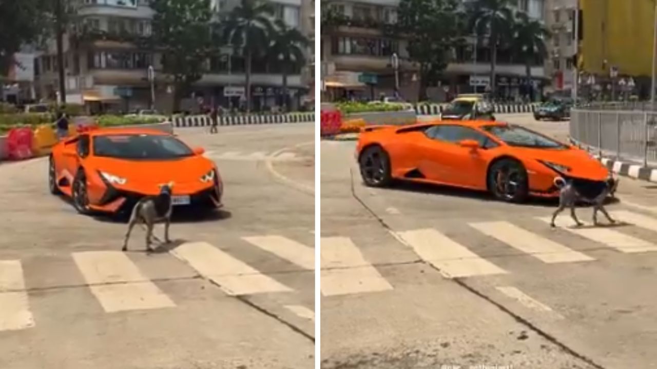 Funny Video: ਲੈਂਬੋਰਗਿਨੀ ਨਾਲ ਭਿੜ ਗਿਆ Doggy…ਮੁਸ਼ਕਲਾਂ ਨਾਲ ਕਾਰ ਸਵਾਰ ਨੇ ਕੀਤਾ ਸੜਕ ਪਾਰ
