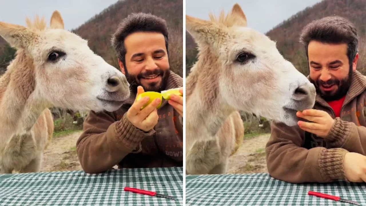 Viral Video: ਨਿੰਬੂ ਖਾਂਦੇ ਹੀ ਗਧੇ ਦਾ ਹੋਇਆ ਅਜਿਹਾ ਹਾਲ, ਵੀਡੀਓ ਦੇਖ ਕੇ ਨਹੀਂ ਰੋਕ ਪਾਓਗੇ ਹਾਸਾ!