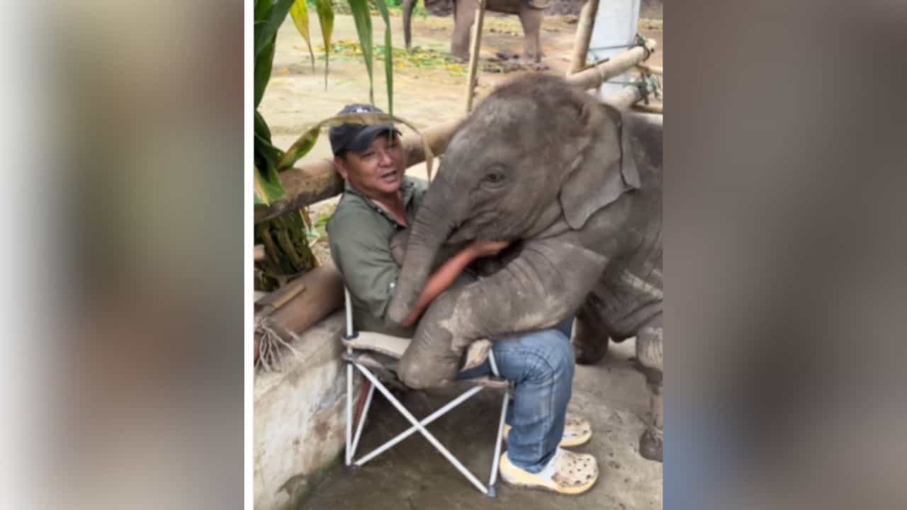 Cute Viral Video: ਛੋਟੇ ਹਾਥੀ ਨੇ ਕੁਰਸੀ ਤੇ ਬੈਠਣ ਦੀ ਕੀਤੀ ਜ਼ਿੱਦ, ਨਹੀਂ ਮੰਨਿਆ ਮਾਲਿਕ ਤਾਂ ਦਿਖਾਇਆ Attitude Cute Viral Video: ਛੋਟੇ ਹਾਥੀ ਨੇ ਕੁਰਸੀ ਤੇ ਬੈਠਣ ਦੀ ਕੀਤੀ ਜ਼ਿੱਦ, ਨਹੀਂ ਮੰਨਿਆ ਮਾਲਿਕ ਤਾਂ ਦਿਖਾਇਆ Attitude