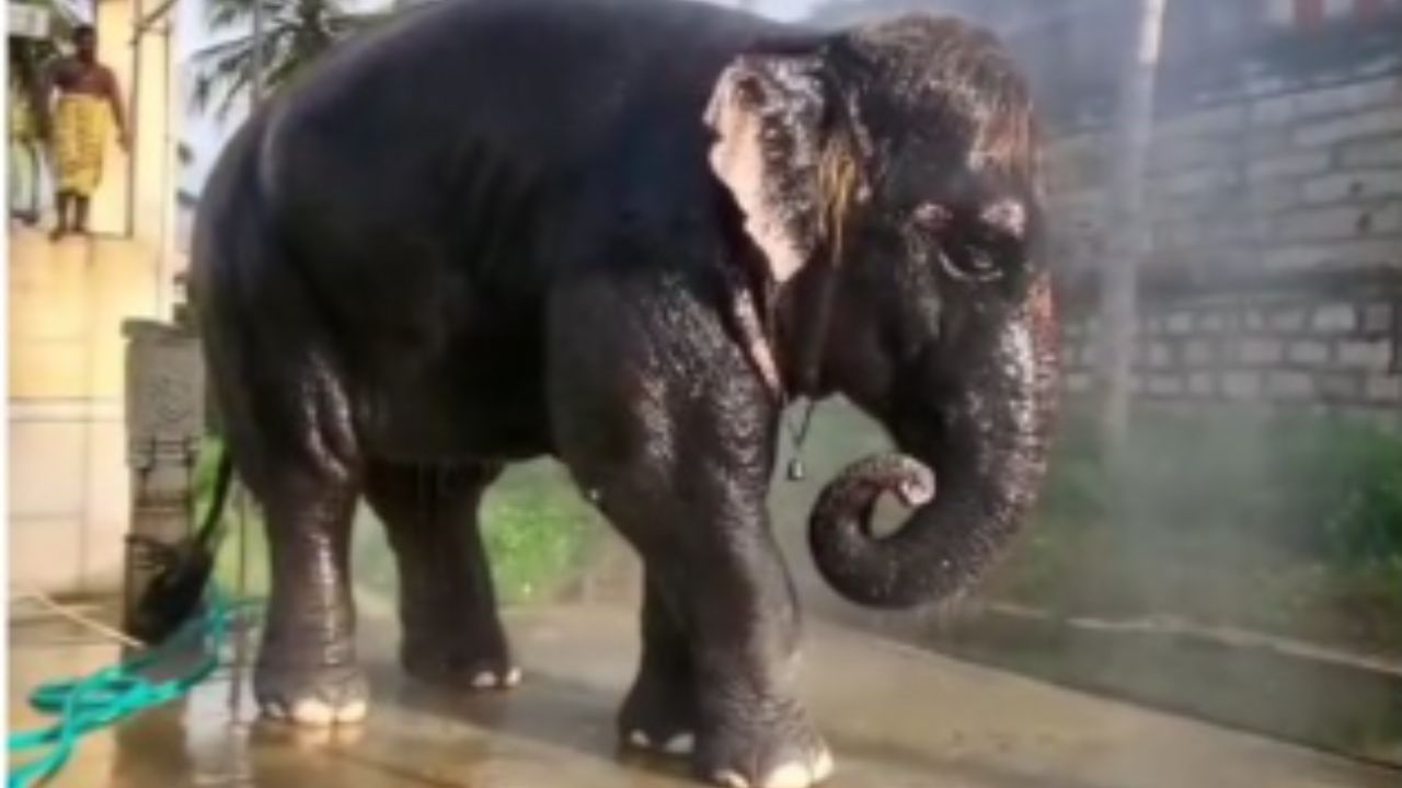 Cute Video: ਪਾਣੀ ਵਿੱਚ ਮਸਤੀ ਕਰ ਰਿਹਾ ਸੀ ਹਾਥੀ… ਡੱਡੂ ਨੂੰ ਦੇਖ ਕੇ ਦਿੱਤਾ Cute Reactions Cute Video: ਪਾਣੀ ਵਿੱਚ ਮਸਤੀ ਕਰ ਰਿਹਾ ਸੀ ਹਾਥੀ… ਡੱਡੂ ਨੂੰ ਦੇਖ ਕੇ ਦਿੱਤਾ Cute Reactions