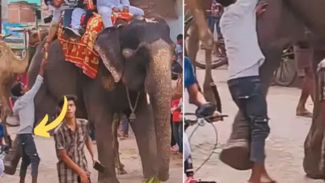 Viral Video: ਗਜਰਾਜ ਨੇ ਨਾਲ ਰਹੇ ਬੰਦੇ ਨੂੰ ਬਣਾਇਆ ਫੁੱਟਬਾਲ, ਹਲਕੀ ਕਿੱਕ ਚ ਹੀ ਫੈਲ ਗਿਆ ਮੁੰਡਾ Viral Video: ਗਜਰਾਜ ਨੇ ਨਾਲ ਰਹੇ ਬੰਦੇ ਨੂੰ ਬਣਾਇਆ ਫੁੱਟਬਾਲ, ਹਲਕੀ ਕਿੱਕ ਚ ਹੀ ਫੈਲ ਗਿਆ ਮੁੰਡਾ