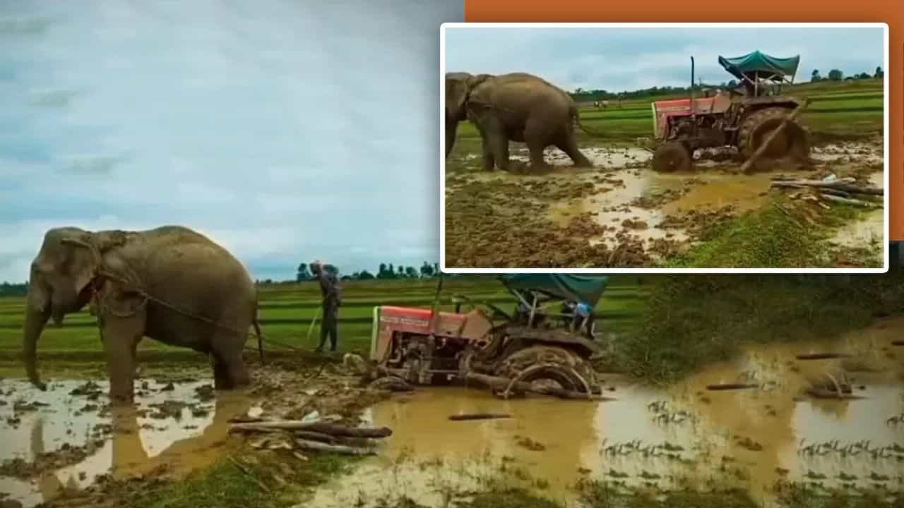 Viral Video: ਹਾਥੀ ਦੀ ਤਾਕਤ, ਕਿਸਾਨ ਦਾ ਜੁਗਾੜ, ਦਲਦਲ ਚ ਫਸੇ ਟਰੈਕਟਰ ਨੂੰ ਇਸ ਤਰ੍ਹਾਂ ਕੱਢਿਆ