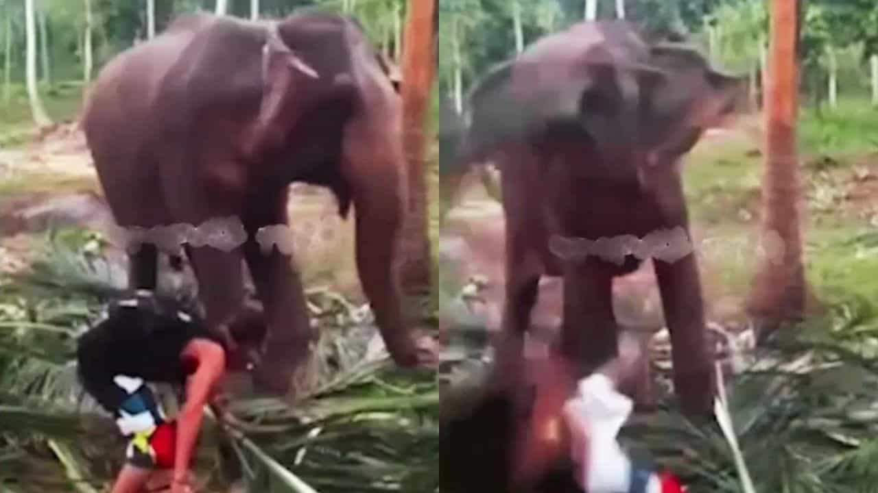 Viral Video: ਹਾਥੀ ਦੇ ਸਾਹਮਣੇ ਸਟਾਈਲ ਮਾਰ ਰਿਹਾ ਸੀ ਸ਼ਖਸ, ਗਜਰਾਜ ਨੇ ਚੁੱਕ ਕੇ ਸੁੱਟਿਆ ਥੱਲੇ Viral Video: ਹਾਥੀ ਦੇ ਸਾਹਮਣੇ ਸਟਾਈਲ ਮਾਰ ਰਿਹਾ ਸੀ ਸ਼ਖਸ, ਗਜਰਾਜ ਨੇ ਚੁੱਕ ਕੇ ਸੁੱਟਿਆ ਥੱਲੇ