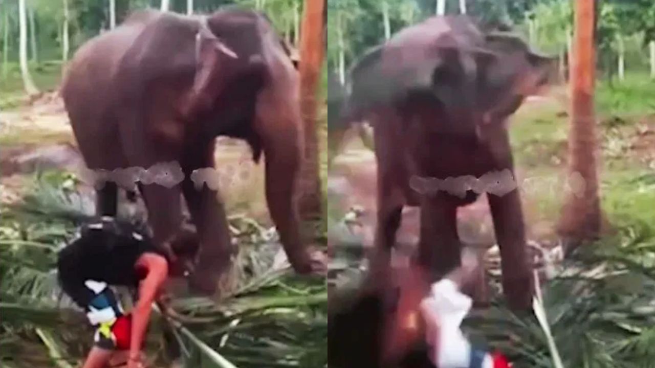 Viral Video: ਹਾਥੀ ਦੇ ਸਾਹਮਣੇ ਸਟਾਈਲ ਮਾਰ ਰਿਹਾ ਸੀ ਸ਼ਖਸ, ‘ਗਜਰਾਜ’ ਨੇ ਚੁੱਕ ਕੇ ਸੁੱਟਿਆ ਥੱਲੇ Viral Video: ਹਾਥੀ ਦੇ ਸਾਹਮਣੇ ਸਟਾਈਲ ਮਾਰ ਰਿਹਾ ਸੀ ਸ਼ਖਸ, ‘ਗਜਰਾਜ’ ਨੇ ਚੁੱਕ ਕੇ ਸੁੱਟਿਆ ਥੱਲੇ