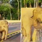 Cute Video: ਔਰਤ ਤੋਂ ਤਰਬੂਜ਼ ਮੰਗਦੇ ਛੋਟੇ ਹਾਥੀ ਦਾ ਵੀਡੀਓ ਹੋਇਆ Viral, ਲੋਕਾਂ ਦਾ ਜਿੱਤਿਆ ਦਿਲ Cute Video: ਔਰਤ ਤੋਂ ਤਰਬੂਜ਼ ਮੰਗਦੇ ਛੋਟੇ ਹਾਥੀ ਦਾ ਵੀਡੀਓ ਹੋਇਆ Viral, ਲੋਕਾਂ ਦਾ ਜਿੱਤਿਆ ਦਿਲ