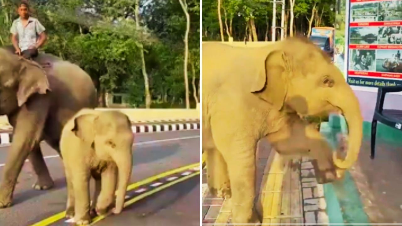 Cute Video: ਔਰਤ ਤੋਂ ਤਰਬੂਜ਼ ਮੰਗਦੇ ਛੋਟੇ ਹਾਥੀ ਦਾ ਵੀਡੀਓ ਹੋਇਆ Viral, ਲੋਕਾਂ ਦਾ ਜਿੱਤਿਆ ਦਿਲ