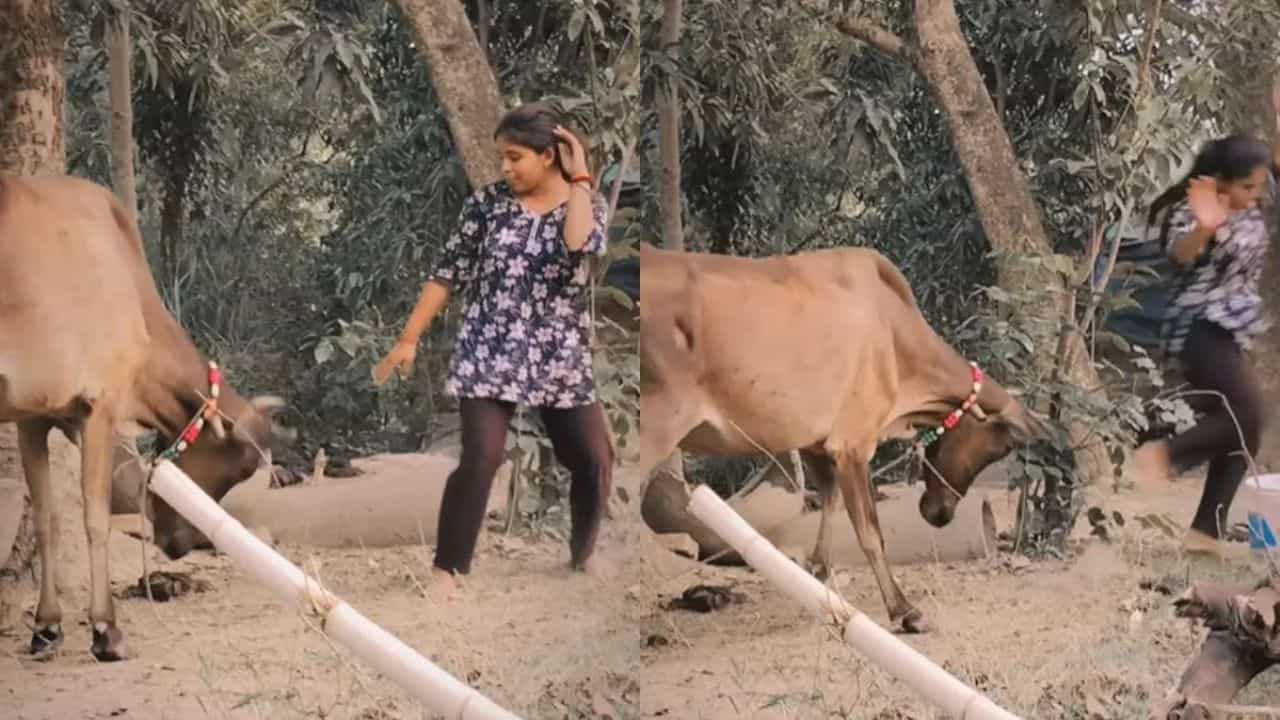 Viral: ਬੰਨ੍ਹੀ ਹੋਈ ਗਾਂ ਦੇ ਸਾਹਮਣੇ ਰੀਲ ਬਣਾ ਰਹੀ ਸੀ ਕੁੜੀ, ਅਚਾਨਕ ਹੋਇਆ ਕੁਝ ਅਜਿਹਾ...Change ਹੋ ਗਿਆ Scene