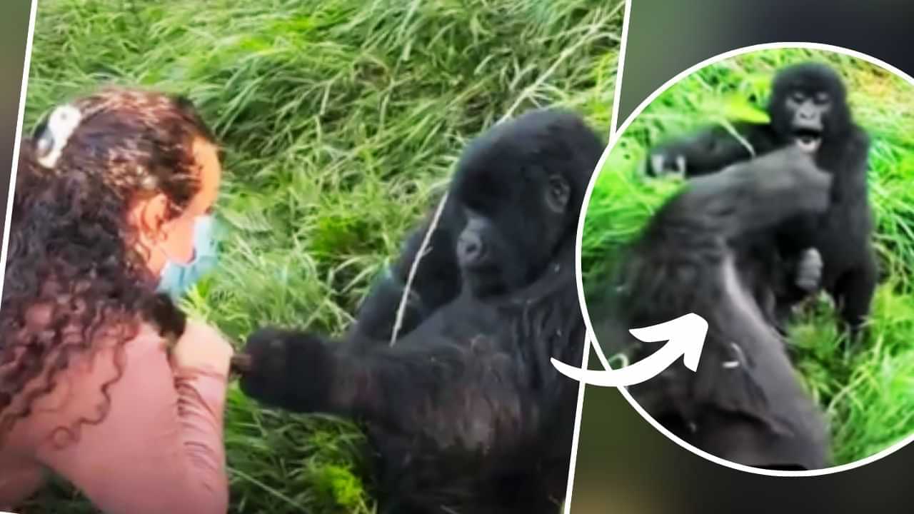 Viral Video: ਔਰਤ ਦੇ ਵਾਲ ਪੁੱਟ ਰਿਹਾ ਸੀ ਜਾਨਵਰ, Female ਗੋਰਿਲਾ ਨੇ ਇੰਝ ਸਿਖਾਇਆ ਸਬਕ