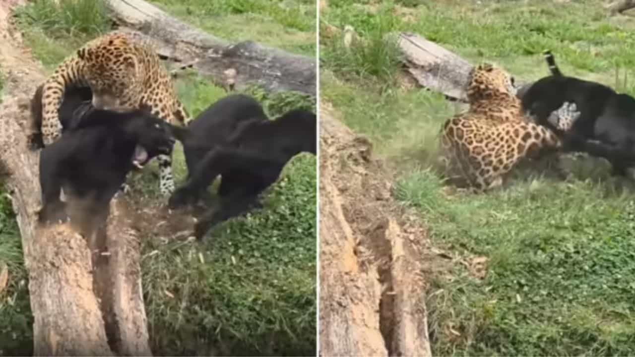 ਮੌਕਾ ਦੇਖ ਜੈਗੁਆਰ ਨੇ ਬਲੈਕ ਪੈਂਥਰ ਤੇ ਕੀਤਾ ਹਮਲਾ, ਫਿਰ ਕੀਤਾ ਪਲਟਵਾਰ, ਰਹਿਮ ਦੀ ਭੀਖ ਮੰਗਦਾ ਦਿਖਾਈ ਦਿੱਤਾ ਸ਼ਿਕਾਰੀ ਮੌਕਾ ਦੇਖ ਜੈਗੁਆਰ ਨੇ ਬਲੈਕ ਪੈਂਥਰ ਤੇ ਕੀਤਾ ਹਮਲਾ, ਫਿਰ ਕੀਤਾ ਪਲਟਵਾਰ, ਰਹਿਮ ਦੀ ਭੀਖ ਮੰਗਦਾ ਦਿਖਾਈ ਦਿੱਤਾ ਸ਼ਿਕਾਰੀ
