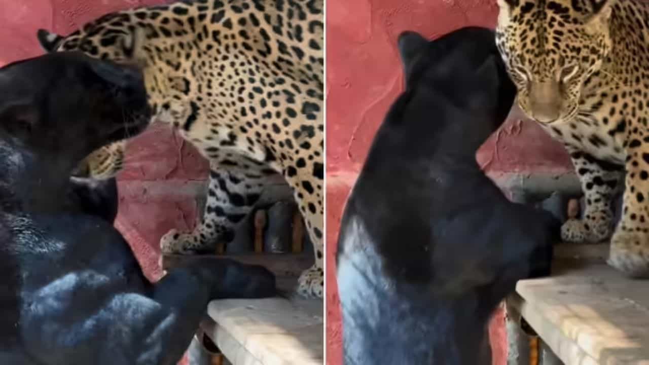 Viral Video: ਪਿਆਰ ਕਰਦੇ ਨਜ਼ਰ ਆਏ ਜੈਗੁਆਰ ਤੇ ਬਲੈਕ ਪੈਂਥਰ, ਵੀਡੀਓ ਦੇਖ ਲੋਕ ਬੋਲੇ- Awesome Viral Video: ਪਿਆਰ ਕਰਦੇ ਨਜ਼ਰ ਆਏ ਜੈਗੁਆਰ ਤੇ ਬਲੈਕ ਪੈਂਥਰ, ਵੀਡੀਓ ਦੇਖ ਲੋਕ ਬੋਲੇ- Awesome