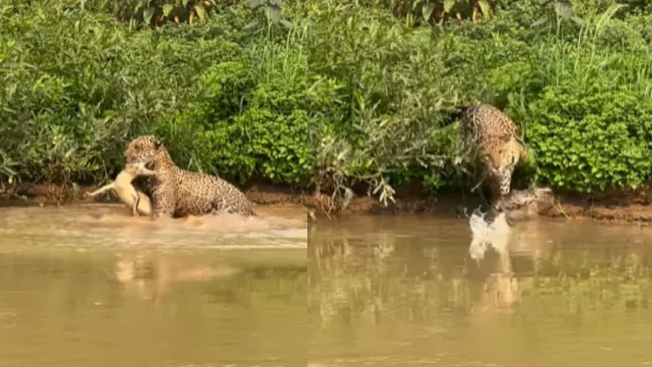 Shocking Video: ਜੈਗੁਆਰ ਨੇ ਪਾਣੀ ਚ ਵੜ ਕੇ ਮਗਰਮੱਛ ਨੂੰ ਬਣਾਇਆ ਸ਼ਿਕਾਰ, VIDEO Shocking Video: ਜੈਗੁਆਰ ਨੇ ਪਾਣੀ ਚ ਵੜ ਕੇ ਮਗਰਮੱਛ ਨੂੰ ਬਣਾਇਆ ਸ਼ਿਕਾਰ, VIDEO