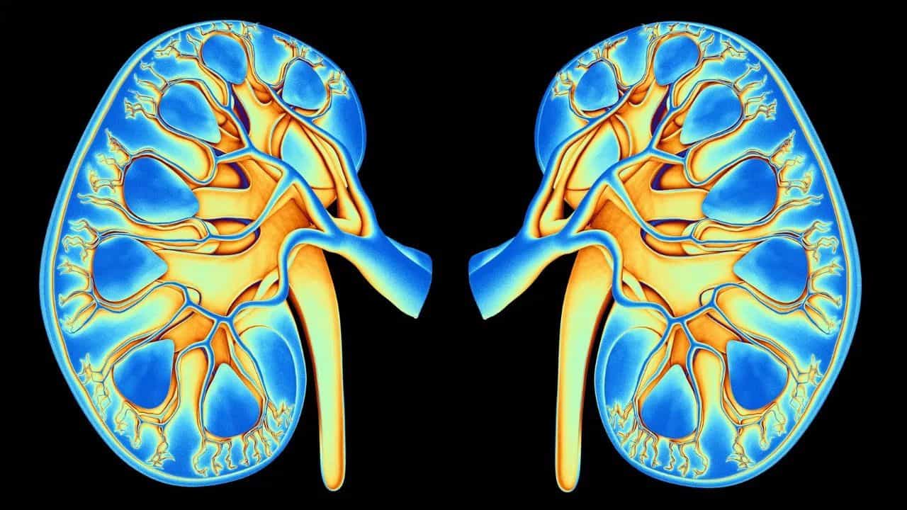 ਸ਼ੂਗਰ ਵਿੱਚ ਕਿਡਨੀ ਖ਼ਰਾਬ ਹੋਣ ਦੇ 5 ਸ਼ੁਰੂਆਤੀ ਲੱਛਣ, ਨਾ ਕਰੋ ਨਜ਼ਰਅੰਦਾਜ਼ ਸ਼ੂਗਰ ਵਿੱਚ ਕਿਡਨੀ ਖ਼ਰਾਬ ਹੋਣ ਦੇ 5 ਸ਼ੁਰੂਆਤੀ ਲੱਛਣ, ਨਾ ਕਰੋ ਨਜ਼ਰਅੰਦਾਜ਼