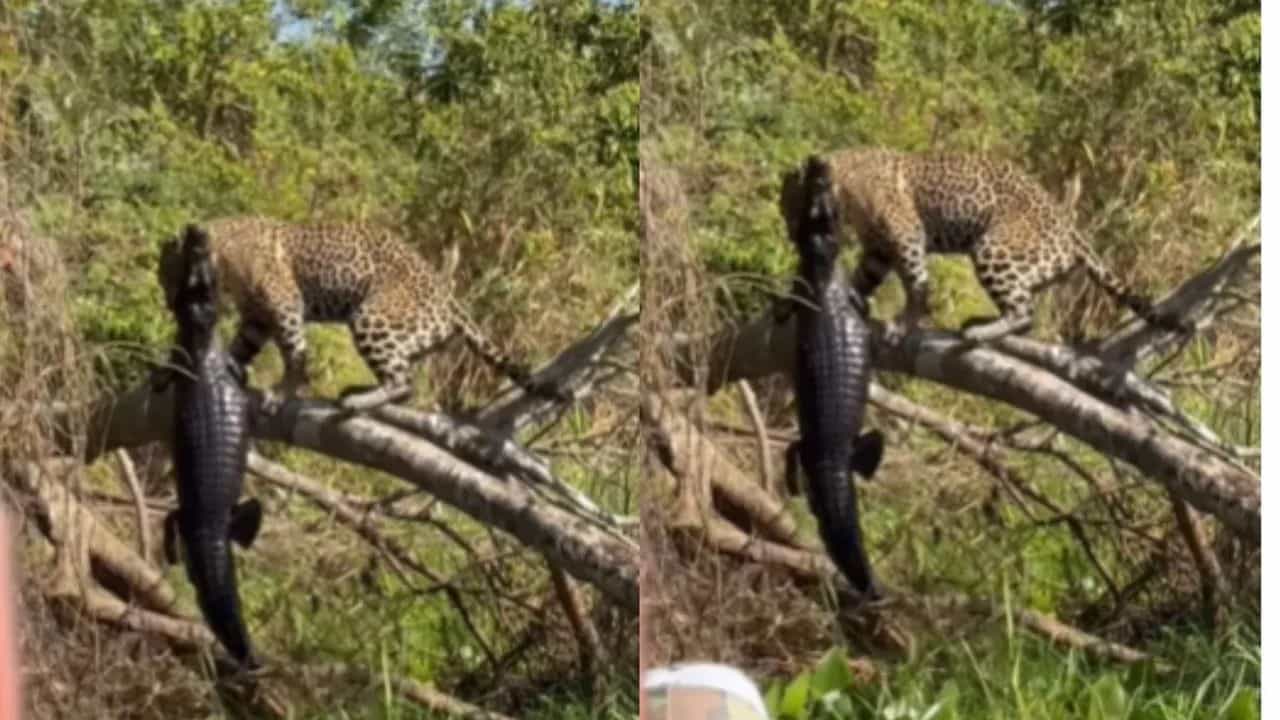 Viral Video: ਪਾਣੀ ਚੋਂ ਬਾਹਰ ਕੱਢ ਕੇ ਤੇਂਦੁਏ ਨੇ ਮਗਰਮੱਛ ਦਾ ਕੀਤਾ ਸ਼ਿਕਾਰ, ਜਬਾੜਿਆਂ ਚ ਤੜਫਦਾ ਰਿਹਾ ਖ਼ਤਰਨਾਕ ਪਾਣੀ ਦਾ ਸ਼ਿਕਾਰੀ