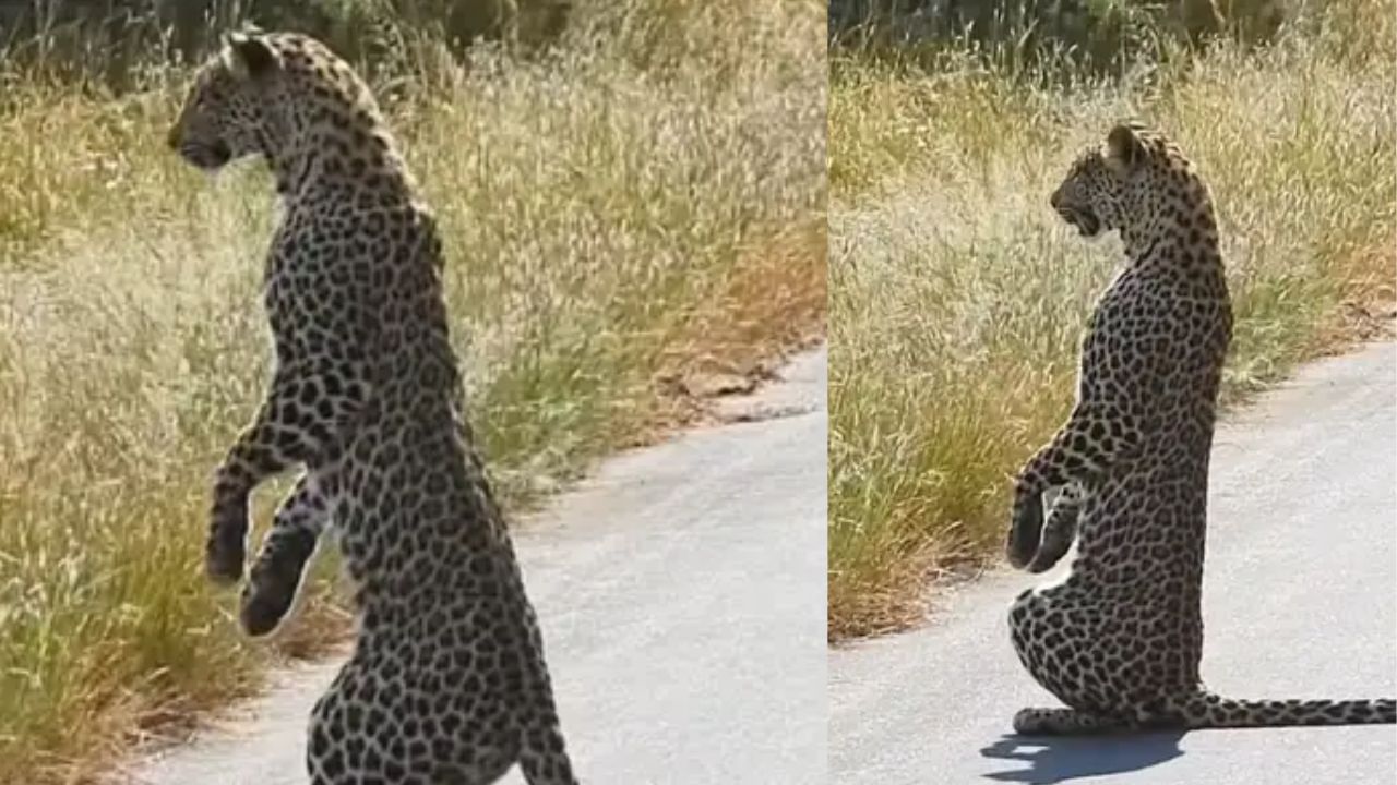 ਦੋ ਲੱਤਾਂ 'ਤੇ ਖੜ੍ਹਾ ਹੋ ਗਿਆ ਤੇਂਦੂਆ, ਗੰਧ ਜਾਂ ਮਜਬੂਰੀ ਜਿਸਨੇ ਸ਼ਿਕਾਰੀ ਨੂੰ ਅਜਿਹਾ ਕਰਨ ਲਈ ਕੀਤਾ ਮਜਬੂਰ!