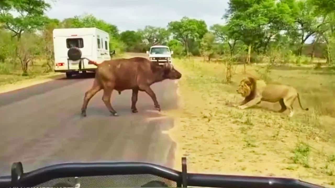 Viral Video: ਜੰਗਲੀ ਝੋਟੇ ਨੇ ਪਿੱਛੇ ਮੁੜ ਕੇ ਦਿਖਾਇਆ ਅਜਿਹਾ ਭਿਆਨਕ ਰੂਪ, ਸਹਿਮ ਗਿਆ ਖੂੰਖਾਰ ਸ਼ੇਰ Viral Video: ਜੰਗਲੀ ਝੋਟੇ ਨੇ ਪਿੱਛੇ ਮੁੜ ਕੇ ਦਿਖਾਇਆ ਅਜਿਹਾ ਭਿਆਨਕ ਰੂਪ, ਸਹਿਮ ਗਿਆ ਖੂੰਖਾਰ ਸ਼ੇਰ