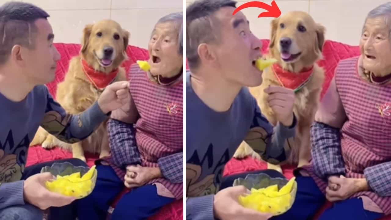 Viral Video: ਭੁੱਖੀ ਮਾਂ ਨੂੰ ਲਲਚਾ ਕੇ ਖੁਦ ਖਾ ਰਿਹਾ ਸੀ ਬੇਸ਼ਰਮ ਬੇਟਾ, ਵਫ਼ਾਦਾਰ ਕੁੱਤੇ ਨੇ ਇੰਝ ਸਿਖਾਇਆ ਸਬਕ Viral Video: ਭੁੱਖੀ ਮਾਂ ਨੂੰ ਲਲਚਾ ਕੇ ਖੁਦ ਖਾ ਰਿਹਾ ਸੀ ਬੇਸ਼ਰਮ ਬੇਟਾ, ਵਫ਼ਾਦਾਰ ਕੁੱਤੇ ਨੇ ਇੰਝ ਸਿਖਾਇਆ ਸਬਕ