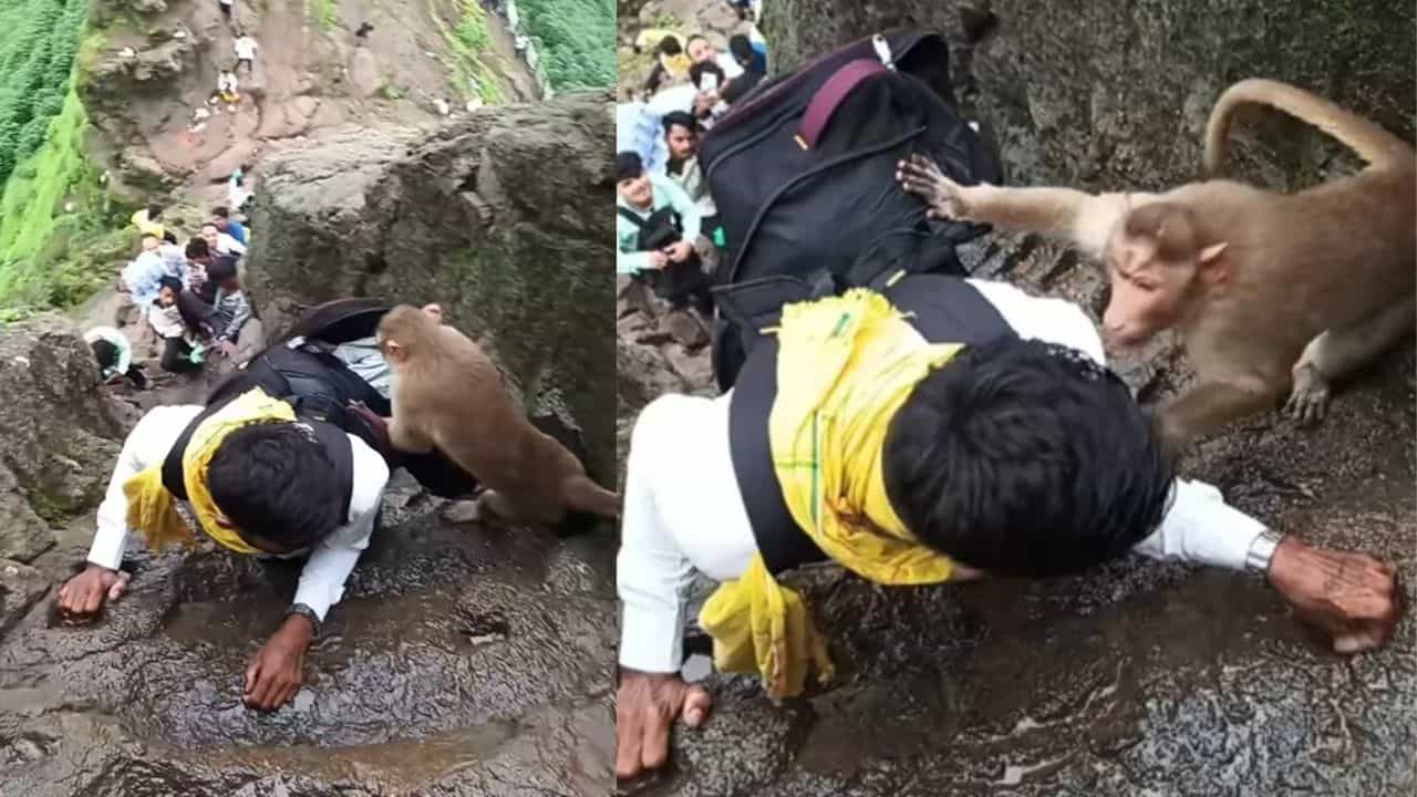 ਪਹਾੜ ਤੇ ਚੜ੍ਹਦੇ ਸਮੇਂ ਬਾਂਦਰ ਨੂੰ ਧਮਕਾਉਣਾ ਆਦਮੀ ਨੂੰ ਪਿਆ ਮਹਿੰਗਾ, ਫਿਰ ਉੱਚਾਈ ਤੇ ਜਾਨਵਰ ਨੇ ਸ਼ਖਸ ਨਾਲ ਕੀਤਾ ਖੇਡ ਪਹਾੜ ਤੇ ਚੜ੍ਹਦੇ ਸਮੇਂ ਬਾਂਦਰ ਨੂੰ ਧਮਕਾਉਣਾ ਆਦਮੀ ਨੂੰ ਪਿਆ ਮਹਿੰਗਾ, ਫਿਰ ਉੱਚਾਈ ਤੇ ਜਾਨਵਰ ਨੇ ਸ਼ਖਸ ਨਾਲ ਕੀਤਾ ਖੇਡ