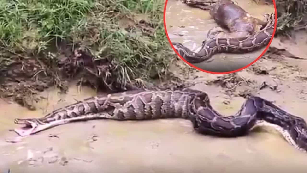 Viral Video: ਬੱਕਰੀ ਨੂੰ ਨਿਗਲਣ ਦੀ ਕੋਸ਼ਿਸ਼ ਕਰ ਰਿਹਾ ਸੀ 20 ਫੁੱਟ ਲੰਬਾ ਅਜਗਰ ,ਪਰ ਮੁਸੀਬਤ ਵਿੱਚ ਫਸ ਗਿਆ!