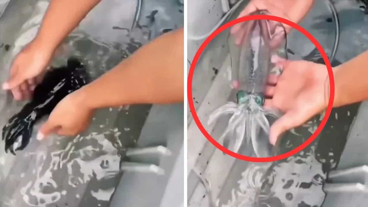 OMG! Viral ਹੋਇਆ ਅਨੋਖੇ ਸਮੁੰਦਰੀ ਜੀਵ ਦਾ Video, ਸਕਿੰਟਾਂ ਵਿੱਚ ਹੋ ਜਾਂਦਾ ਹੈ ਪਾਰਦਰਸ਼ੀ! ਤੁਸੀਂ ਦੇਖਿਆ ਹੈ ਕੀ? OMG! Viral ਹੋਇਆ ਅਨੋਖੇ ਸਮੁੰਦਰੀ ਜੀਵ ਦਾ Video, ਸਕਿੰਟਾਂ ਵਿੱਚ ਹੋ ਜਾਂਦਾ ਹੈ ਪਾਰਦਰਸ਼ੀ! ਤੁਸੀਂ ਦੇਖਿਆ ਹੈ ਕੀ?