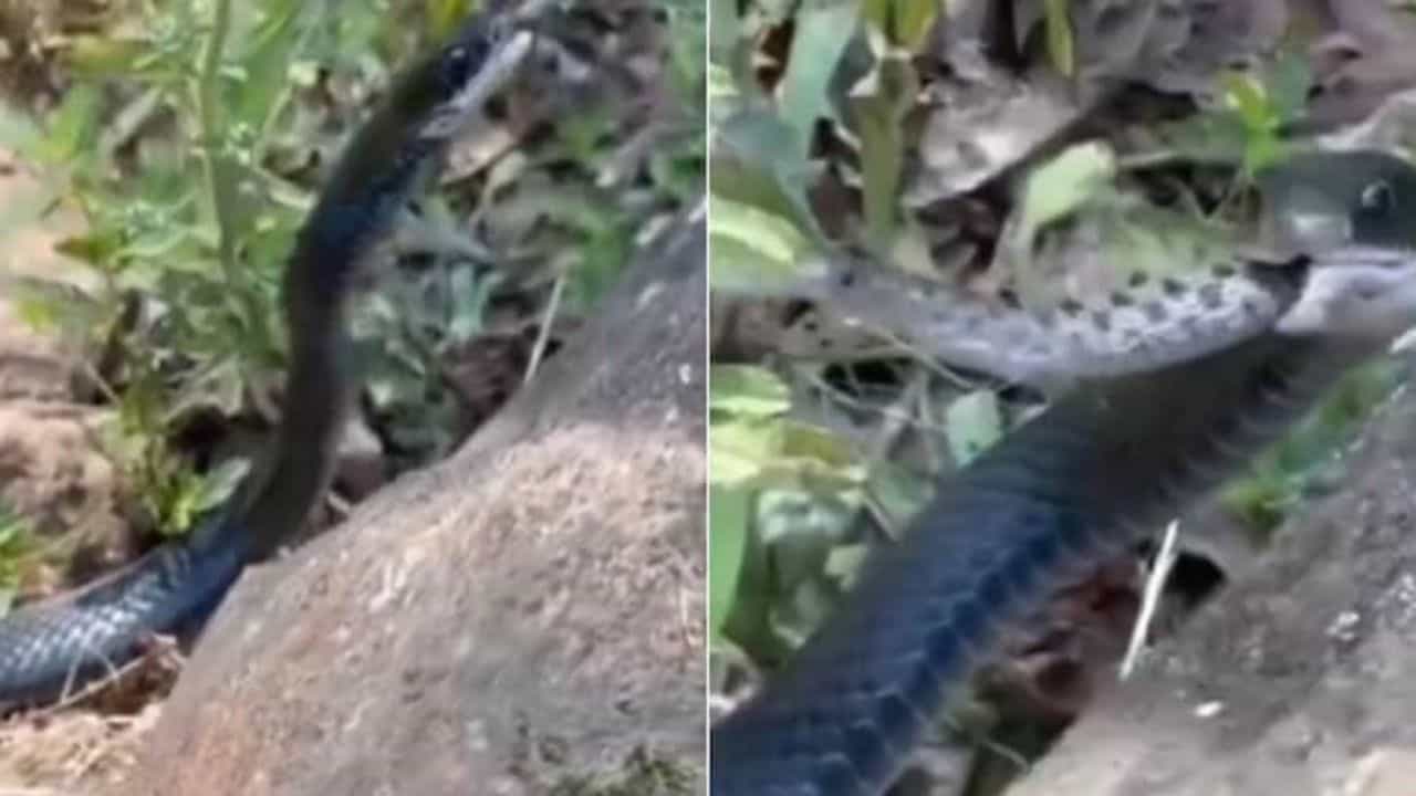 Viral: ਝਟਕੇ ਚ ਦੂਜੇ ਸੱਪ ਨੂੰ ਨਿਗਲ ਗਿਆ ਨਾਗਰਾਜ, ਪਲਕ ਝਪਕਦੇ ਹੀ ਨਿਪਟਾਇਆ ਆਪਣਾ ਸ਼ਿਕਾਰ Viral: ਝਟਕੇ ਚ ਦੂਜੇ ਸੱਪ ਨੂੰ ਨਿਗਲ ਗਿਆ ਨਾਗਰਾਜ, ਪਲਕ ਝਪਕਦੇ ਹੀ ਨਿਪਟਾਇਆ ਆਪਣਾ ਸ਼ਿਕਾਰ