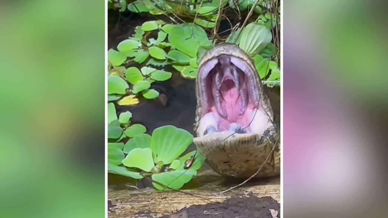 OMG: ਸੱਪ ਨੂੰ ਉਬਾਸੀ ਲੈਂਦੇ ਦੇਖਿਆ ਹੈ ਕਦੇ ? ਵੀਡੀਓ ਨੇ ਇੰਟਰਨੈੱਟ ਤੇ ਮਚਾਈ ਧੂਮ!