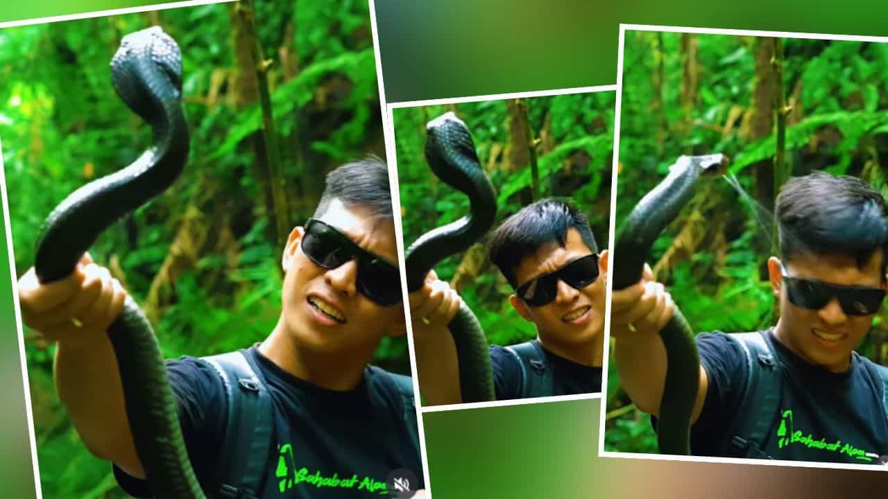 ਕੋਬਰਾ ਦੇ ਸਾਹਮਣੇ ਦਿਖਾਈ ਹੀਰੋਪਨਤੀ, ਸੱਪ ਨੇ ਕੀਤਾ ਇੰਨਾ ਜ਼ੋਰਦਾਰ ਹਮਲਾ ਕਿ ਉੱਡ ਜਾਣਗੇ ਹੋਸ਼! ਕੋਬਰਾ ਦੇ ਸਾਹਮਣੇ ਦਿਖਾਈ ਹੀਰੋਪਨਤੀ, ਸੱਪ ਨੇ ਕੀਤਾ ਇੰਨਾ ਜ਼ੋਰਦਾਰ ਹਮਲਾ ਕਿ ਉੱਡ ਜਾਣਗੇ ਹੋਸ਼!