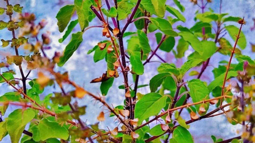 ਇਨ੍ਹਾਂ ਧਾਰਮਿਕ ਕਾਰਨਾਂ ਕਰਕੇ, ਸਾਵਣ ਵਿੱਚ ਤੁਲਸੀ ਨਾਲ ਸਬੰਧਤ ਉਪਾਅ ਬਹੁਤ ਹੀ ਪੁੰਨ ਅਤੇ ਫਲਦਾਇਕ ਮੰਨੇ ਜਾਂਦੇ ਹਨ, ਜਿਸ ਨਾਲ ਜੀਵਨ ਵਿੱਚ ਖੁਸ਼ੀ, ਸ਼ਾਂਤੀ ਅਤੇ ਖੁਸ਼ਹਾਲੀ ਆਉਂਦੀ ਹੈ।