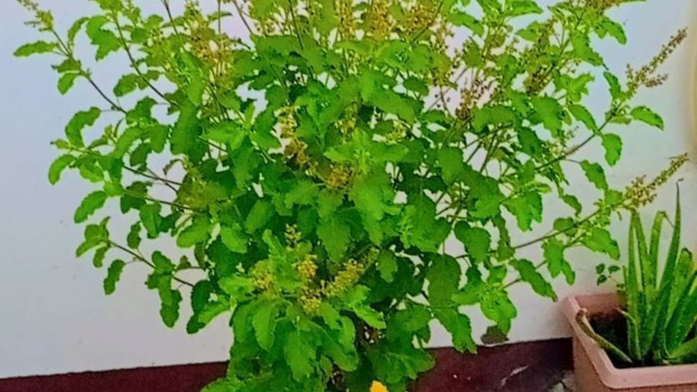 ਤੁਲਸੀ ਦਾ ਪੌਦਾ ਘਰ ਵਿੱਚ ਸਕਾਰਾਤਮਕ ਊਰਜਾ ਫੈਲਾਉਂਦਾ ਹੈ ਅਤੇ ਨਕਾਰਾਤਮਕਤਾ ਨੂੰ ਦੂਰ ਕਰਦਾ ਹੈ। ਸਾਵਣ ਦੇ ਮਹੀਨੇ ਵਿੱਚ ਵਾਤਾਵਰਣ ਵਿੱਚ ਇੱਕ ਵਿਸ਼ੇਸ਼ ਊਰਜਾ ਹੁੰਦੀ ਹੈ, ਅਜਿਹੀ ਸਥਿਤੀ ਵਿੱਚ ਤੁਲਸੀ ਦੀ ਮੌਜੂਦਗੀ ਘਰ ਦੇ ਮਾਹੌਲ ਨੂੰ ਸ਼ਾਂਤ ਅਤੇ ਖੁਸ਼ਹਾਲ ਬਣਾਉਂਦੀ ਹੈ।