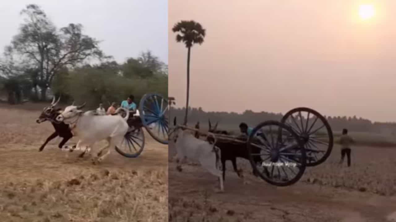 Stunt On Bullock Cart: ਸ਼ਖਸ ਨੇ ਬੈਲ ਗੱਡੀ ਤੇ ਦਿਖਾਇਆ ਖ਼ਤਰਨਾਕ ਸਟੰਟ, ਲੋਕ ਬੋਲੇ - ਅਜਿਹੇ ਸਟੰਟ ਕੌਣ ਕਰਦਾ ਹੈ ਭਰਾ