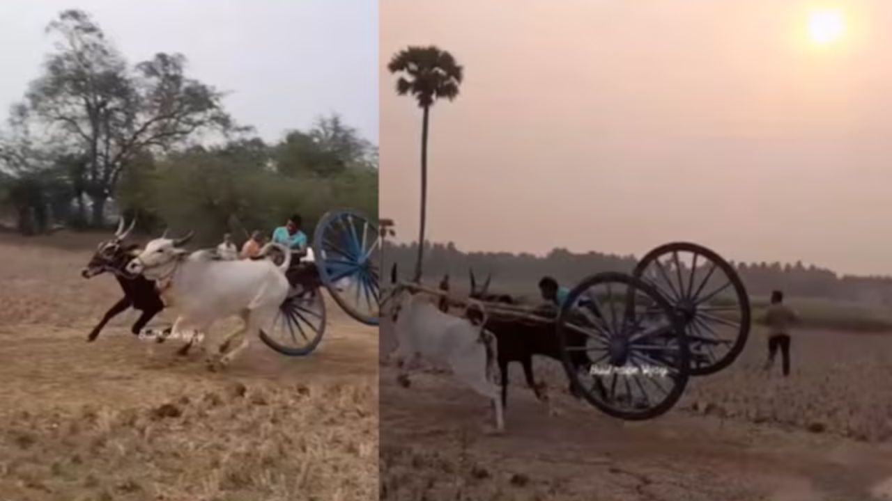 Stunt On Bullock Cart: ਸ਼ਖਸ ਨੇ ਬੈਲ ਗੱਡੀ ‘ਤੇ ਦਿਖਾਇਆ ਖ਼ਤਰਨਾਕ ਸਟੰਟ, ਲੋਕ ਬੋਲੇ – ਅਜਿਹੇ ਸਟੰਟ ਕੌਣ ਕਰਦਾ ਹੈ ਭਰਾ Stunt On Bullock Cart: ਸ਼ਖਸ ਨੇ ਬੈਲ ਗੱਡੀ ‘ਤੇ ਦਿਖਾਇਆ ਖ਼ਤਰਨਾਕ ਸਟੰਟ, ਲੋਕ ਬੋਲੇ – ਅਜਿਹੇ ਸਟੰਟ ਕੌਣ ਕਰਦਾ ਹੈ ਭਰਾ