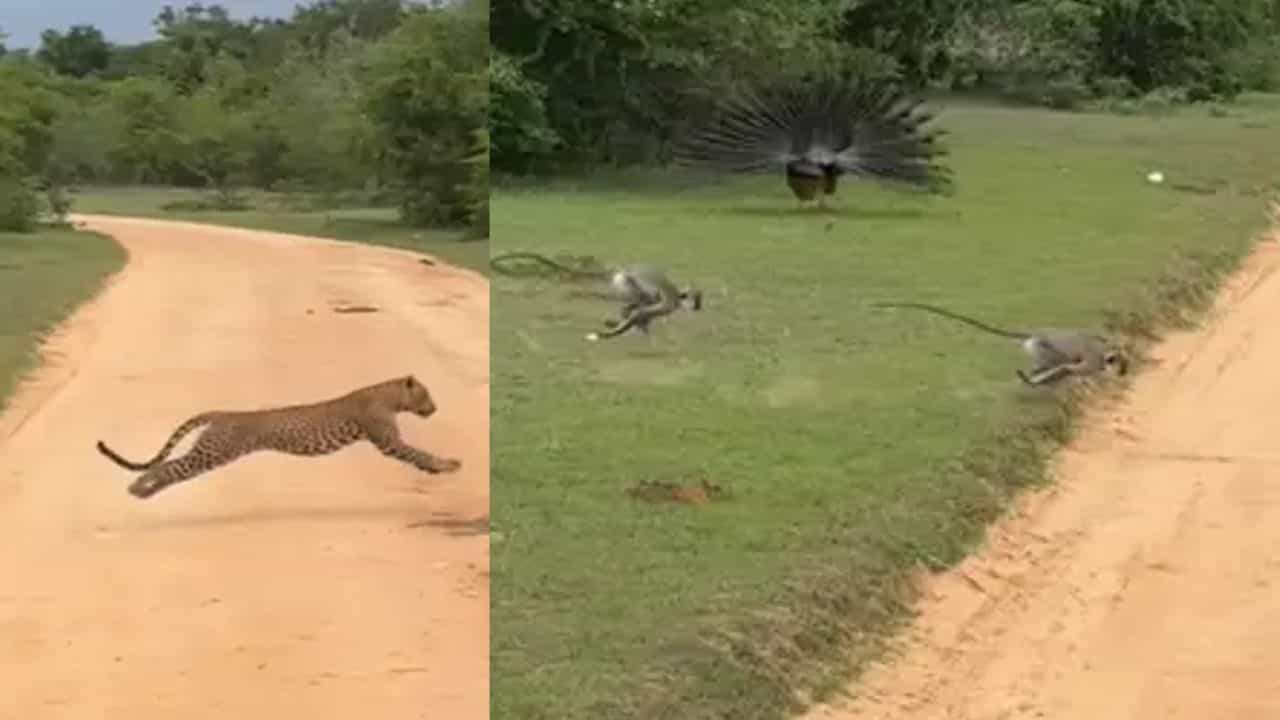 ਤੇਂਦੂਏ ਦੀ Entry ਨਾਲ ਜੰਗਲ ਦਾ ਬਦਲਿਆ ਮਾਹੌਲ, ਜਾਨ ਬਚਾਉਣ ਲਈ ਭੱਜਦੇ ਨਜ਼ਰ ਆਏ ਜਾਨਵਰ ਤੇ ਪੰਛੀ ਤੇਂਦੂਏ ਦੀ Entry ਨਾਲ ਜੰਗਲ ਦਾ ਬਦਲਿਆ ਮਾਹੌਲ, ਜਾਨ ਬਚਾਉਣ ਲਈ ਭੱਜਦੇ ਨਜ਼ਰ ਆਏ ਜਾਨਵਰ ਤੇ ਪੰਛੀ