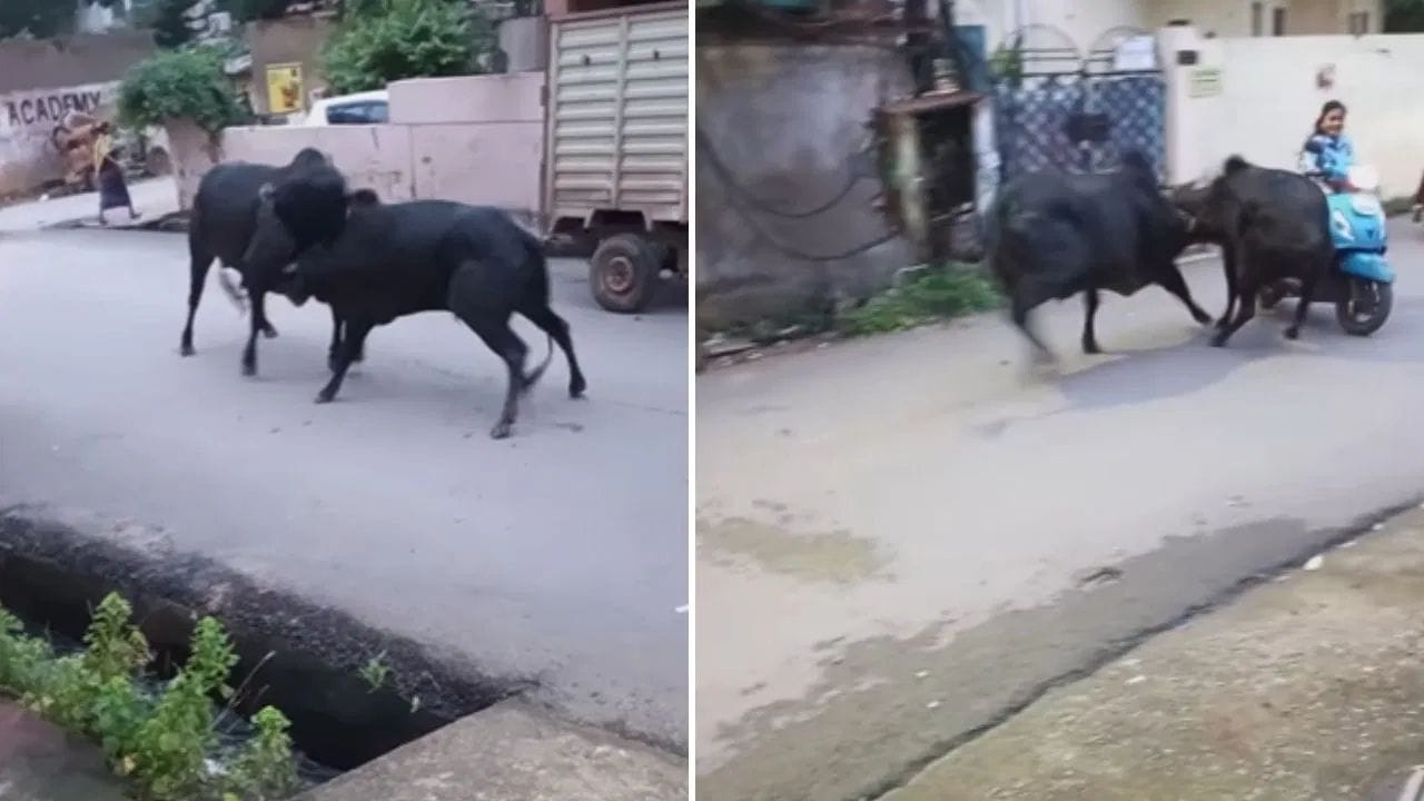 Bull fight Video: ਸਾਨ੍ਹਾਂ ਦੀ  ਲੜਾਈ 'ਚ ਫਸੀ ਕੁੜੀ, ਲੋਕਾਂ ਨੇ ਹਿੰਮਤ ਦੀ ਕੀਤੀ ਪ੍ਰਸ਼ੰਸਾ