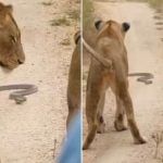 Lion Cobra Viral Video: ਜੰਗਲ ਦਾ ਰਾਜਾ ਸ਼ੇਰ ਬਣਿਆ ਗਿੱਦੜ, ਲੋਕ ਬੋਲੇ- ਰਹ ਕੋਈ ਡਰਦਾ, ਸਭ ਨੂੰ ਜਾਨ ਦੀ ਪਰਵਾਹ Lion Cobra Viral Video: ਜੰਗਲ ਦਾ ਰਾਜਾ ਸ਼ੇਰ ਬਣਿਆ ਗਿੱਦੜ, ਲੋਕ ਬੋਲੇ- ਰਹ ਕੋਈ ਡਰਦਾ, ਸਭ ਨੂੰ ਜਾਨ ਦੀ ਪਰਵਾਹ