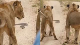 Lion Cobra Viral Video: ਜੰਗਲ ਦਾ ਰਾਜਾ ਸ਼ੇਰ ਬਣਿਆ ਗਿੱਦੜ, ਲੋਕ ਬੋਲੇ- ਸਭ ਨੂੰ ਜਾਨ ਦੀ ਪਰਵਾਹ
