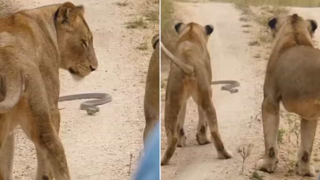 Lion Cobra Viral Video: ਜੰਗਲ ਦਾ ਰਾਜਾ ਸ਼ੇਰ ਬਣਿਆ ਗਿੱਦੜ, ਲੋਕ ਬੋਲੇ- ਸਭ ਨੂੰ ਜਾਨ ਦੀ ਪਰਵਾਹ Lion Cobra Viral Video: ਜੰਗਲ ਦਾ ਰਾਜਾ ਸ਼ੇਰ ਬਣਿਆ ਗਿੱਦੜ, ਲੋਕ ਬੋਲੇ- ਸਭ ਨੂੰ ਜਾਨ ਦੀ ਪਰਵਾਹ
