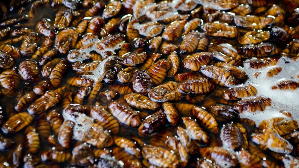 ਇੱਕ ਗੋਲੀ ਤਿਆਰ ਕਰਨ ਲਈ 100 ਕਾਕਰੋਚਾਂ ਦੀ ਵਰਤੋਂ ਕਰਨੀ ਪਵੇਗੀ। IUOC ਵਿੱਚ ਪ੍ਰਕਾਸ਼ਿਤ ਰਿਪੋਰਟ ਵਿੱਚ ਕਿਹਾ ਗਿਆ ਹੈ ਕਿ ਵਿਗਿਆਨੀ ਪ੍ਰਯੋਗਸ਼ਾਲਾ ਵਿੱਚ ਇਸ ਦੁੱਧ ਦੇ ਪ੍ਰੋਟੀਨ ਕ੍ਰਿਸਟਲ ਬਣਾਉਣ ਦੀ ਕੋਸ਼ਿਸ਼ ਕਰ ਰਹੇ ਹਨ। Photo Credit: Unsplash