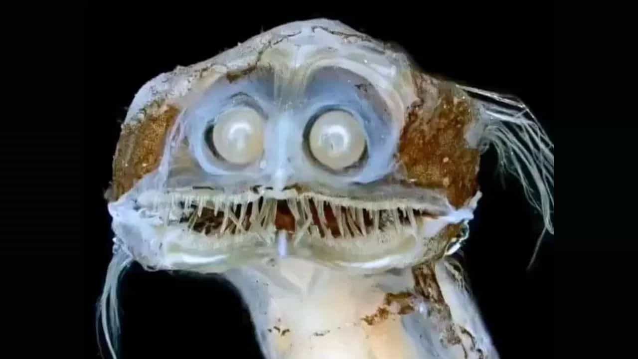 Viral Video: ਸਮੁੰਦਰ ਚੋਂ ਮਿਲਿਆ ਅਨੌਖਾ ਜੀਵ, ਦੰਦ ਰਾਖਸ਼ ਵਾਂਗ ਤਿੱਖੇ ਅਤੇ ਨੁਕੀਲੇ, ਵੀਡਿਓ ਦੇਖ ਲੋਕ ਡਰੇ Viral Video: ਸਮੁੰਦਰ ਚੋਂ ਮਿਲਿਆ ਅਨੌਖਾ ਜੀਵ, ਦੰਦ ਰਾਖਸ਼ ਵਾਂਗ ਤਿੱਖੇ ਅਤੇ ਨੁਕੀਲੇ, ਵੀਡਿਓ ਦੇਖ ਲੋਕ ਡਰੇ