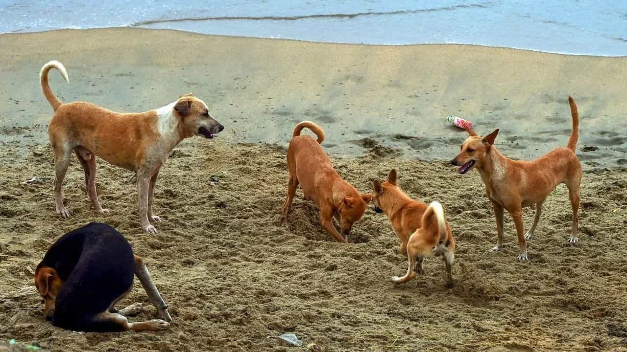 ਕੁੱਤੇ ਮਨੁੱਖਾਂ ਦੇ ਚੰਗੇ ਦੋਸਤ, ਉਨ੍ਹਾਂ ਨਾਲ ਚੰਗਾ ਵਿਵਹਾਰ ਹੋਵੇ ,ਦਿੱਲੀ ਹਾਈ ਕੋਰਟ ਦਾ ਆਵਾਰਾ ਕੁੱਤੀਆਂ ਤੇ ਵੱਡਾ ਫੈਸਲਾ ਕੁੱਤੇ ਮਨੁੱਖਾਂ ਦੇ ਚੰਗੇ ਦੋਸਤ, ਉਨ੍ਹਾਂ ਨਾਲ ਚੰਗਾ ਵਿਵਹਾਰ ਹੋਵੇ ,ਦਿੱਲੀ ਹਾਈ ਕੋਰਟ ਦਾ ਆਵਾਰਾ ਕੁੱਤੀਆਂ ਤੇ ਵੱਡਾ ਫੈਸਲਾ