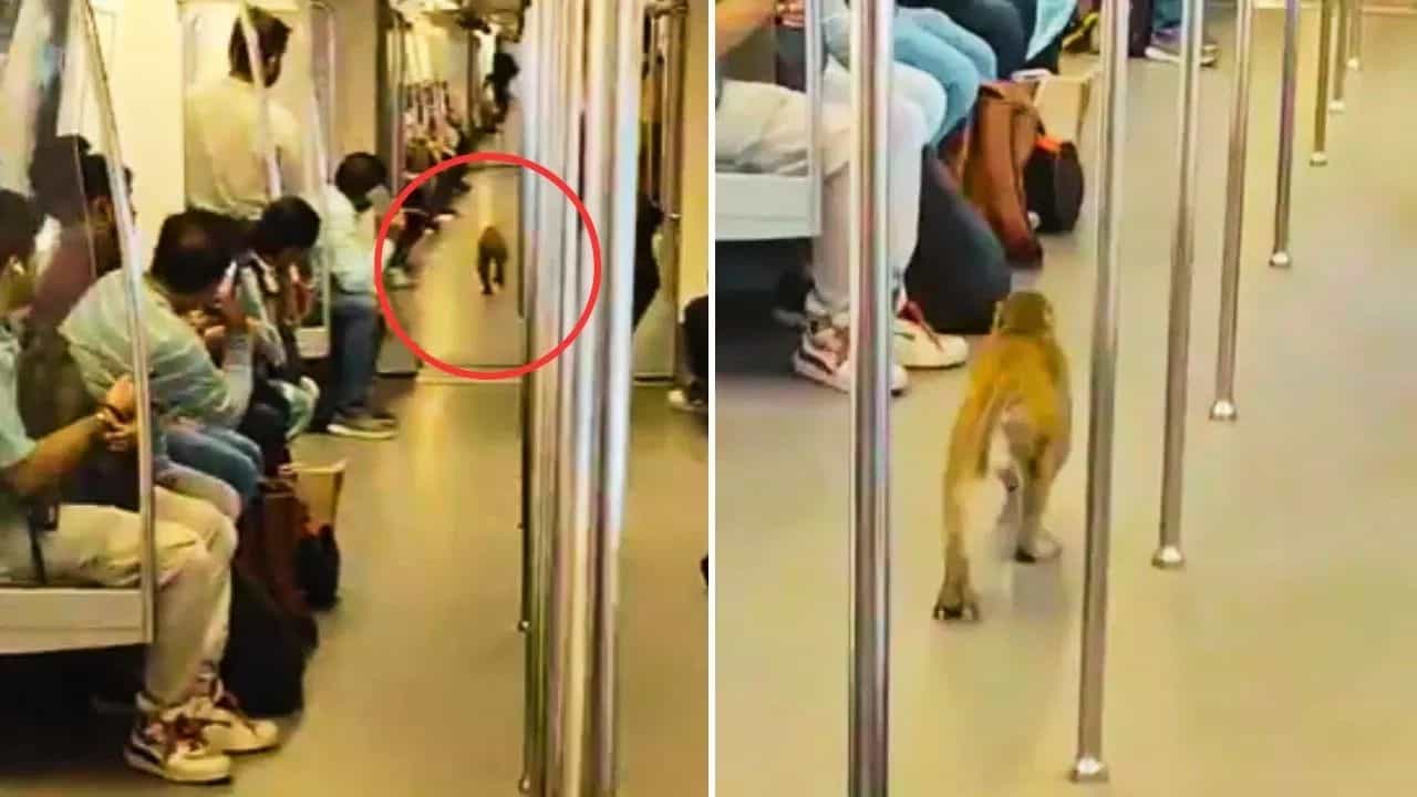 ਬਾਂਦਰ ਨੇ ਕੀਤਾ ਦਿੱਲੀ ਮੈਟਰੋ ਚ ਸਫ਼ਰ, ਲੋਕ ਬੋਲੇ- ਟ੍ਰੈਫਿਕ ਕਰਕੇ ਜਾਨਵਰ ਵੀ ਛੋਟੇ ਰੂਟ ਦੀ ਕਰਨ ਲੱਗੇ ਵਰਤੋਂ ਬਾਂਦਰ ਨੇ ਕੀਤਾ ਦਿੱਲੀ ਮੈਟਰੋ ਚ ਸਫ਼ਰ, ਲੋਕ ਬੋਲੇ- ਟ੍ਰੈਫਿਕ ਕਰਕੇ ਜਾਨਵਰ ਵੀ ਛੋਟੇ ਰੂਟ ਦੀ ਕਰਨ ਲੱਗੇ ਵਰਤੋਂ