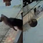 Viral Video: ਬੱਚਿਆਂ ਨੂੰ ਬਚਾਉਣ ਲਈ ਕੁੱਤਾ ਬਣਿਆ ਸੁਪਰਹੀਰੋ, ਲੋਕ ਬੋਲੇ- ਅਸਲ ‘ਚ ਕੁੱਤੇ ਹੁੰਦੇ ਵਫ਼ਾਦਾਰ ਨੇ Viral Video: ਬੱਚਿਆਂ ਨੂੰ ਬਚਾਉਣ ਲਈ ਕੁੱਤਾ ਬਣਿਆ ਸੁਪਰਹੀਰੋ, ਲੋਕ ਬੋਲੇ- ਅਸਲ ‘ਚ ਕੁੱਤੇ ਹੁੰਦੇ ਵਫ਼ਾਦਾਰ ਨੇ