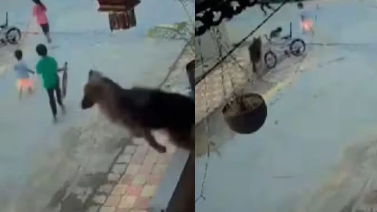 Viral Video: ਬੱਚਿਆਂ ਨੂੰ ਬਚਾਉਣ ਲਈ ਕੁੱਤਾ ਬਣਿਆ ਸੁਪਰ ਹੀਰੋ,  VIDEO 'ਤੇ ਲੋਕ ਲੁਟਾ ਰਹੇ ਪਿਆਰ