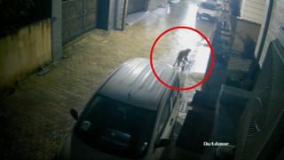 Viral Video: ਨੰਗਲ ‘ਚ ਤੇਂਦੂਏ ਦੀ ਹਰਕਤ CCTV ‘ਚ ਕੈਦ, ਦਹਿਸ਼ਤ ‘ਚ ਲੋਕ