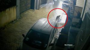 ਨੰਗਲ 'ਚ ਤੇਂਦੂਏ ਦੀ ਹਰਕਤ CCTV 'ਚ ਕੈਦ, ਦਹਿਸ਼ਤ 'ਚ ਲੋਕ