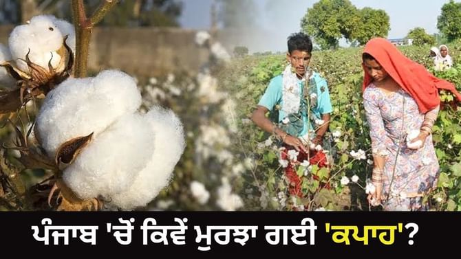 ਨਾ ਮੌਸਮ, ਨਾ ਮੁਨਾਫ਼ਾ... ਪੰਜਾਬ 'ਚੋਂ ਕਿਵੇਂ ਮੁਰਝਾ ਗਈ 'ਕਪਾਹ'? ਨਾ ਮੌਸਮ, ਨਾ ਮੁਨਾਫ਼ਾ... ਪੰਜਾਬ 'ਚੋਂ ਕਿਵੇਂ ਮੁਰਝਾ ਗਈ 'ਕਪਾਹ'?