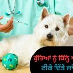 ਕੁੱਤੇ ਨੂੰ ਐਂਟੀ-ਰੇਬੀਜ਼ ਦਾ ਟੀਕਾ ਕਿੰਨ੍ਹੀ ਵਾਰ ਲਗਵਾਇਆ ਜਾਣਾ ਚਾਹੀਦਾ ਹੈ? ਜਾਣੋ ਮਾਹਰ ਡਾਕਟਰ ਤੋਂ ਕੁੱਤੇ ਨੂੰ ਐਂਟੀ-ਰੇਬੀਜ਼ ਦਾ ਟੀਕਾ ਕਿੰਨ੍ਹੀ ਵਾਰ ਲਗਵਾਇਆ ਜਾਣਾ ਚਾਹੀਦਾ ਹੈ? ਜਾਣੋ ਮਾਹਰ ਡਾਕਟਰ ਤੋਂ