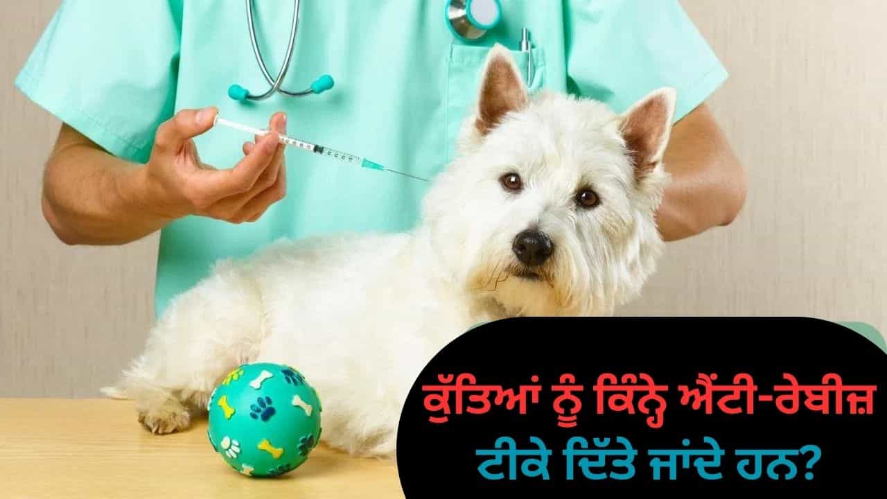 ਕੁੱਤੇ ਨੂੰ ਐਂਟੀ-ਰੇਬੀਜ਼ ਦਾ ਟੀਕਾ ਕਿੰਨ੍ਹੀ ਵਾਰ ਲਗਵਾਇਆ ਜਾਣਾ ਚਾਹੀਦਾ ਹੈ? ਜਾਣੋ ਮਾਹਰ ਡਾਕਟਰ ਤੋਂ ਕੁੱਤੇ ਨੂੰ ਐਂਟੀ-ਰੇਬੀਜ਼ ਦਾ ਟੀਕਾ ਕਿੰਨ੍ਹੀ ਵਾਰ ਲਗਵਾਇਆ ਜਾਣਾ ਚਾਹੀਦਾ ਹੈ? ਜਾਣੋ ਮਾਹਰ ਡਾਕਟਰ ਤੋਂ