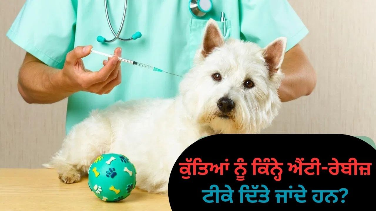ਕੁੱਤੇ ਨੂੰ ਐਂਟੀ-ਰੇਬੀਜ਼ ਦਾ ਟੀਕਾ ਕਿੰਨ੍ਹੀ ਵਾਰ ਲਗਵਾਇਆ ਜਾਣਾ ਚਾਹੀਦਾ ਹੈ? ਜਾਣੋ ਮਾਹਰ ਡਾਕਟਰ ਤੋਂ