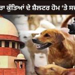 Stray Dogs issue: ਸੀਜੇਆਈ ਬੀਆਰ ਗਵਈ ਦੇਖਣਗੇ ਮਾਮਲਾ, ਸੁਪਰੀਮ ਕੋਰਟ ਦੇ 2 ਬੈਂਚਾਂ ਦੇ ਫੈਸਲੇ ‘ਤੇ ਹੋਵੇਗਾ ਵਿਚਾਰ Stray Dogs issue: ਸੀਜੇਆਈ ਬੀਆਰ ਗਵਈ ਦੇਖਣਗੇ ਮਾਮਲਾ, ਸੁਪਰੀਮ ਕੋਰਟ ਦੇ 2 ਬੈਂਚਾਂ ਦੇ ਫੈਸਲੇ ‘ਤੇ ਹੋਵੇਗਾ ਵਿਚਾਰ