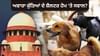 Stray Dog: CJI ਦੇਖਣਗੇ ਮਾਮਲਾ, SC ਦੇ 2 ਬੈਂਚਾਂ ਦੇ ਫੈਸਲੇ 'ਤੇ ਹੋਵੇਗਾ ਵਿਚਾਰ...